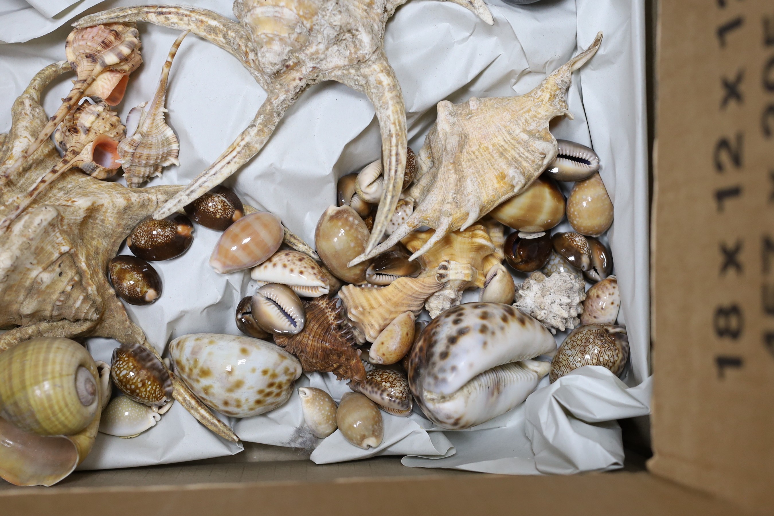 A selection of various seashell specimens